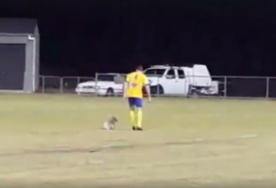 Sunshine Coast division three men's grand final between Woombye Snakes and Kawana Force was interrupted by a koala pitch invader
