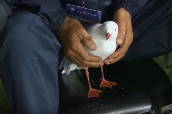 Seagull hit by ball recovers on bench in Australian FFA Cup final