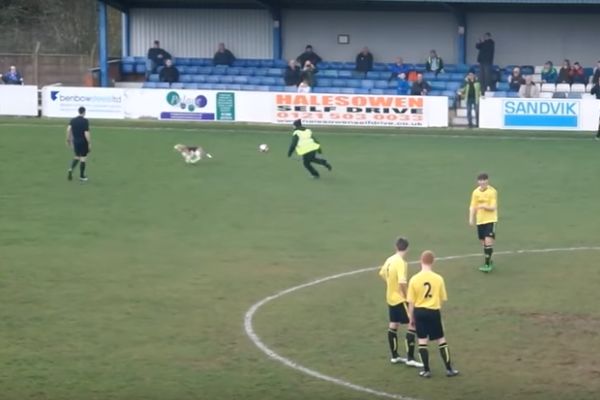 A dog stops play for seven minutes at Halesowen Town vs Skelmersdale, a match its owner was playing in
