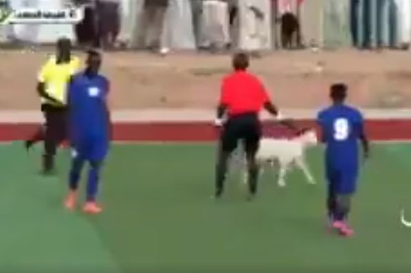Goat invades pitch during Sudanese league match