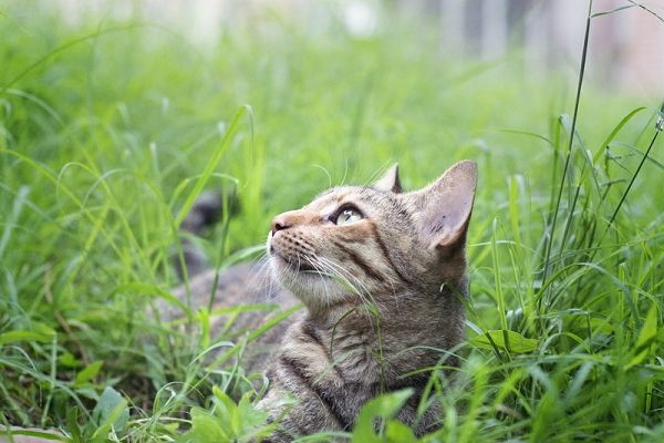 There were cats mating at Vasco da Gama, in the grass