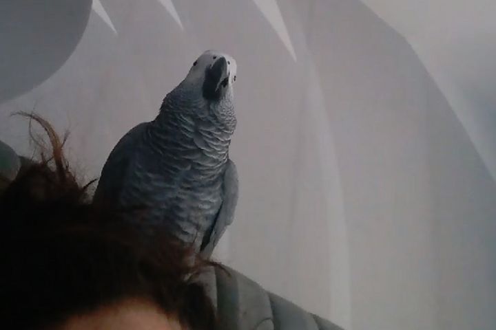 Parrot sings Mohamed Salah song