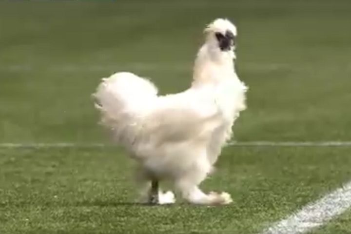 Chicken on pitch at Heracles vs Heerenveen