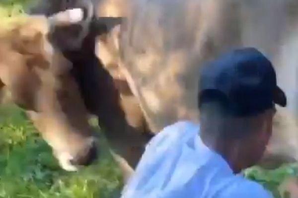 Inter's Lautaro Martínez gets a fright while milking a cow on holiday